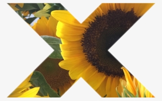 Tumblr Myphoto Sunflower Sticker Gallery Art Interestin - Sunflower