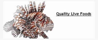 Lionfish-web Live Foods2 - Lionfish
