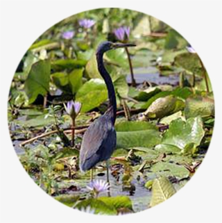Help Discover Others1 - Little Blue Heron