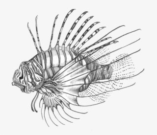 Lionfish