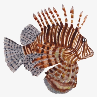Studies Of Sea Life Drawn In Watercolor Pencils - Lionfish