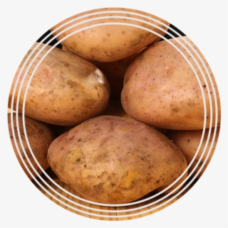 Papa R12 - Yukon Gold Potato