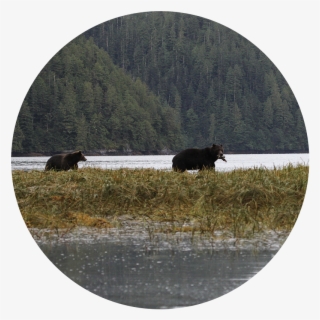Over 60% Of Grizzly Bears Mortalities Are Due To Human - Bison