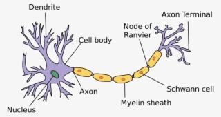 The Peripheral Nervous System Consists Of All Other - Parts Of Neuron