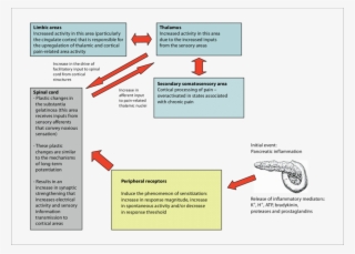 Nervous System Activity Changes That Follow Pancreatic - Diagram