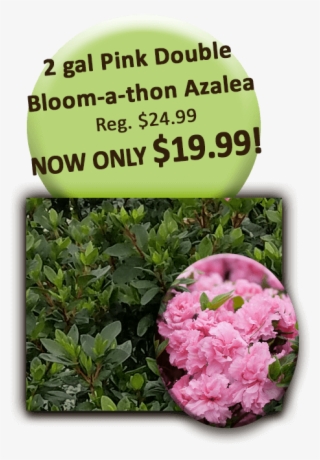 2gal Bloomathon Pink Azalea - Red Clover