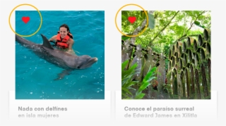 Add Your Favorite Destinations And Activities - Bottlenose Dolphin