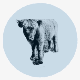 Footer Image - Grizzly Bear