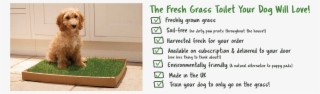 Piddle Patch Is Made From Real, Soil-free Grass - Flowerpot