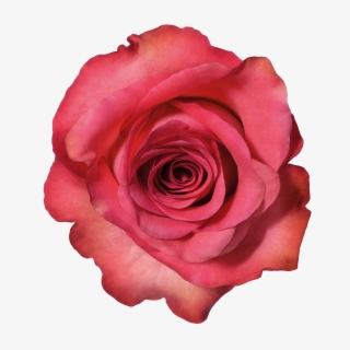 Rose Png Tumblr - Manitou Roses