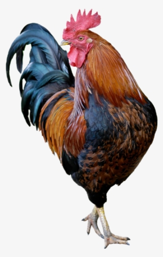 Rooster