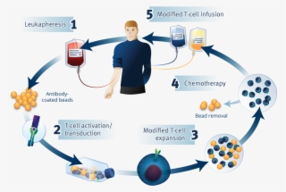 Car T Process - Car T Cell Therapy Process