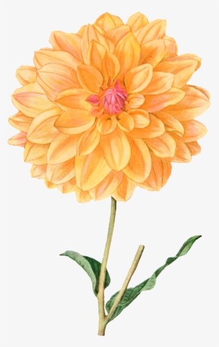 Yellow Hd Gorgeous Vintage Painted Flowers - Dahlia Pinnata Ilustracion
