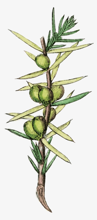 Vertical-plant - Sea Arrowgrass