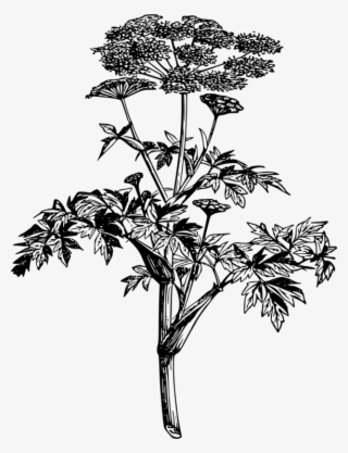 Norwegian Angelica Wild Angelica Botany Drawing Plants - Botanical Plants Png Free