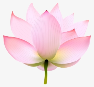 lotus transparent png image