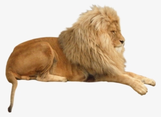 Lion Png Hd Image - Singa Png