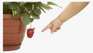 Baby Hand Pointing At Strawberry - Infant