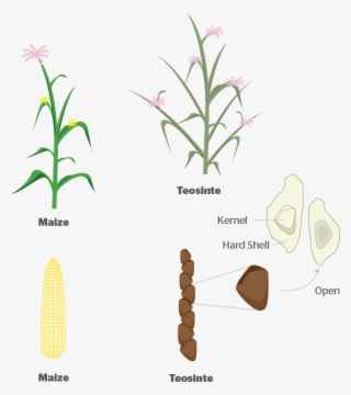 Where Do Our Crops Come From - Evolution Of Domesticated Crop