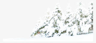 Tree Winter Pine Snow Free Download Png Hd Clipart - Snow