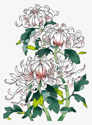 手绘粉色菊花装饰 - Chrysanthemums Drawing Transparent Background