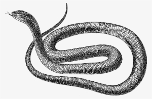 Svg Royalty Free File Black Snake Psf Png Wikimedia - Snake Drawing Transparent Background