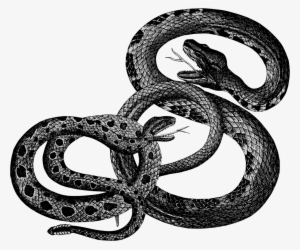 Clip Art Black And White Library Bergsig Guest Farm - Vintage Snakes
