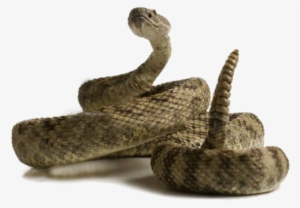 Png Stock Free Images At Clker Com Clip Art - Rattlesnake No Background