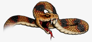 Graphic Library Download Blackwater Drift Branding - Australian Brown Snakes