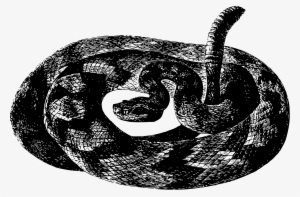 Rattlesnake Png