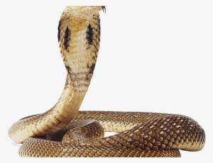 Rattlesnake Png Transparent Images - Transparent Background Snake Png
