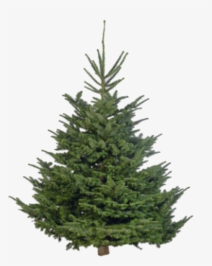 Nordmann Fir - - Christmas Tree Real