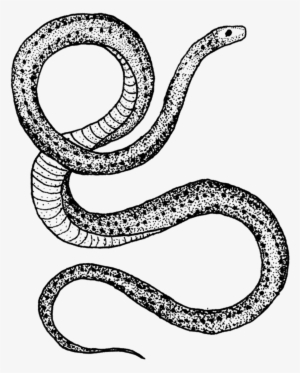 Serpent - Serpent - Serpent - Serpent - Serpent - Tattly Temporary Tattoos Flora & Fauna Set 1 Ounce