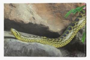 Yellow Anaconda [ Eunectes Notaeus ] On The Rock - Yellow Anaconda