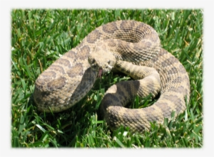 Rattlesnake In Our Backyard - Serpent