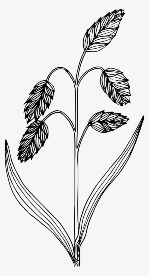 This Free Icons Png Design Of Rattlesnake Brome Grass