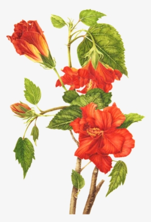 Clip Freeuse Library Roselle Shoeblackplant Flower