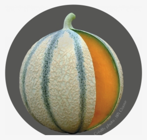 Accueil - Melon De Cavaillon