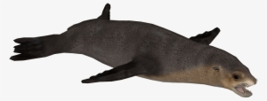 Australian Sea Lion F - Dolphin