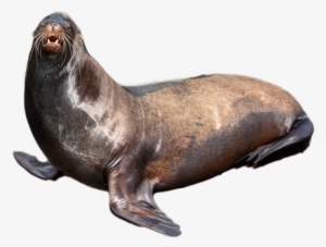 Harbor Seal Png - Seal Png
