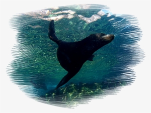 Sea Lion In Espiritu Santo Island - Infant