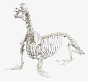California Sea Lion - Animals Skeletons