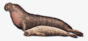 Species Fact - - Northern Elephant Seal Female