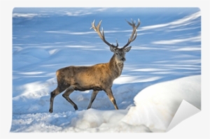 Reindeer