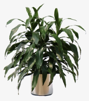 Overview Of The Many Plants We Can Bring To Your Office - Bandung