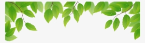 Green Leaves Transparent Png Image - Leaves On White Background