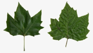 Platanus Scanned Leaves - Platanus Vs Maple Leaf