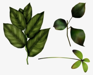 Single Green Leaves Png Download - Baby Winnie The Pooh