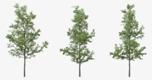 [ Img] - Png Cut Out Trees Photoshop