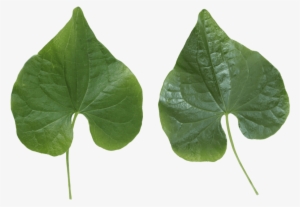Free Png Green Leaves Png Images Transparent - Plant Leaves Png